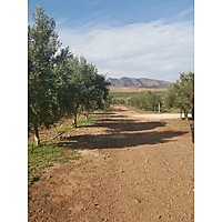 Marbrin Olive farm image